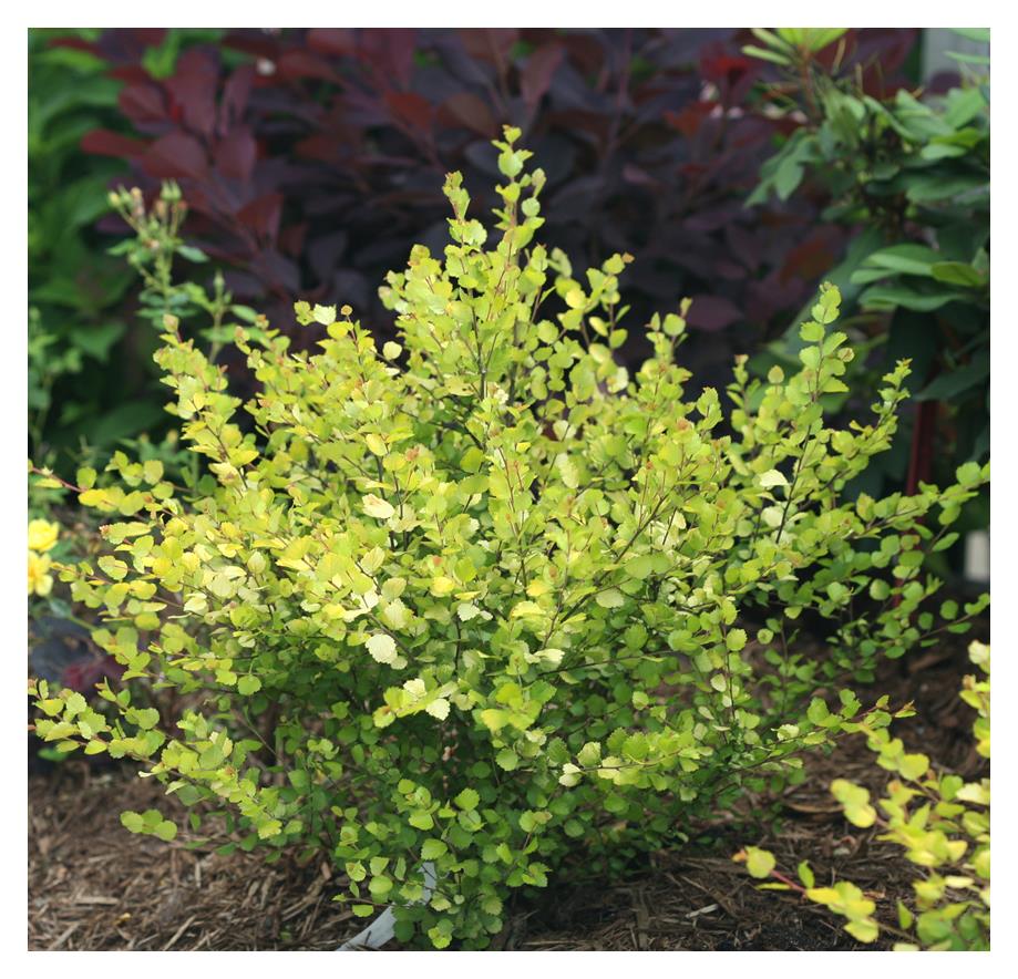 Birch:  'Cesky Gold Dwarf'® 8