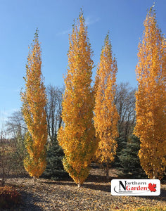 Birch: 'Parkland Pillar' (Jf)