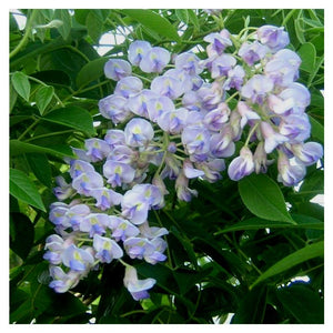 Blue Moon Wisteria