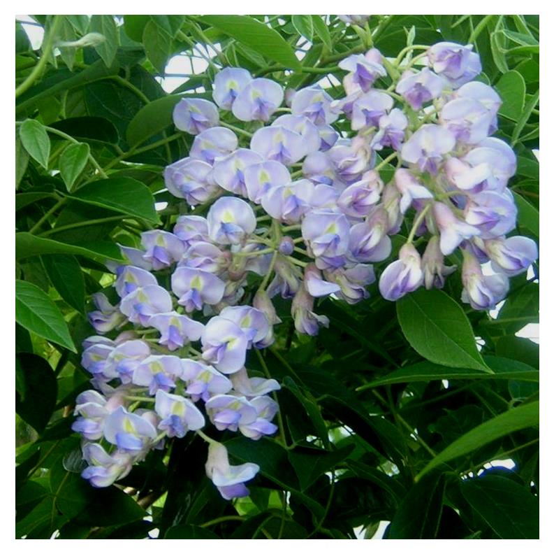 Blue Moon Wisteria