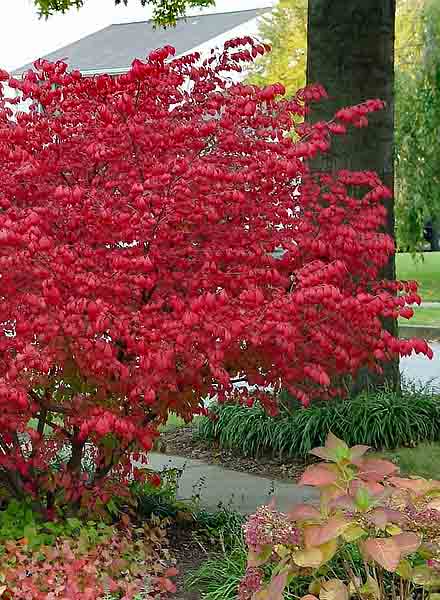 Burning Bush:  'Dwarf' 8