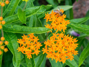 Milkweed: Butterfly - 1 Gal (Jf)