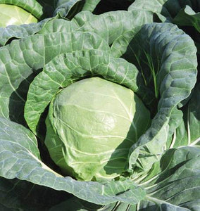 Cabbage - Tiara F1 (Coated)