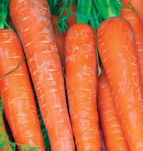Carrots - Bolero Pelleted