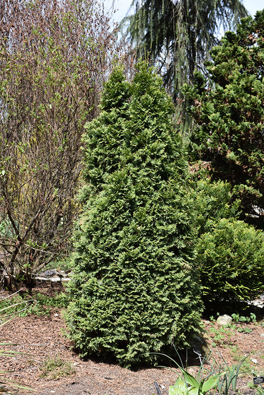 Cedar:  'Baby Bear® Dwarf' - (Bl)