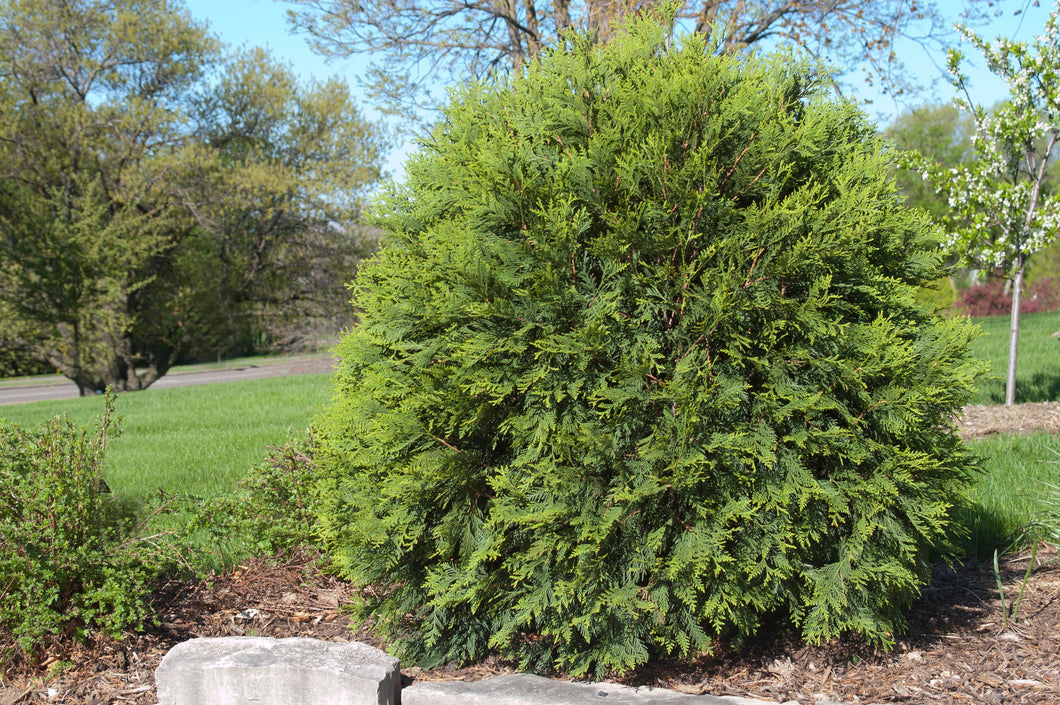 Cedar:  'Little Giant' 2 gal (Au)