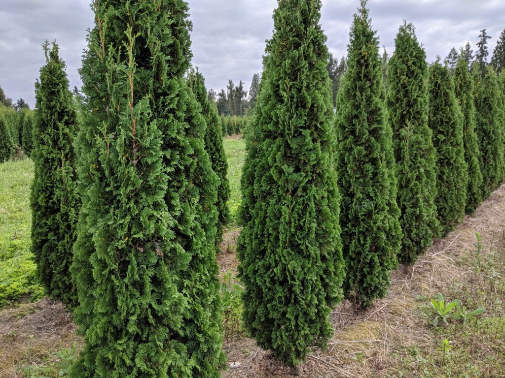 Cedar:  'Brandon Pyramidal' 7 Gal (Bl)
