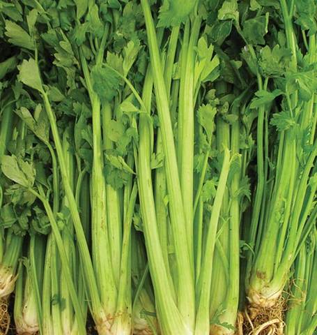Celery - Tall Utah 52-70