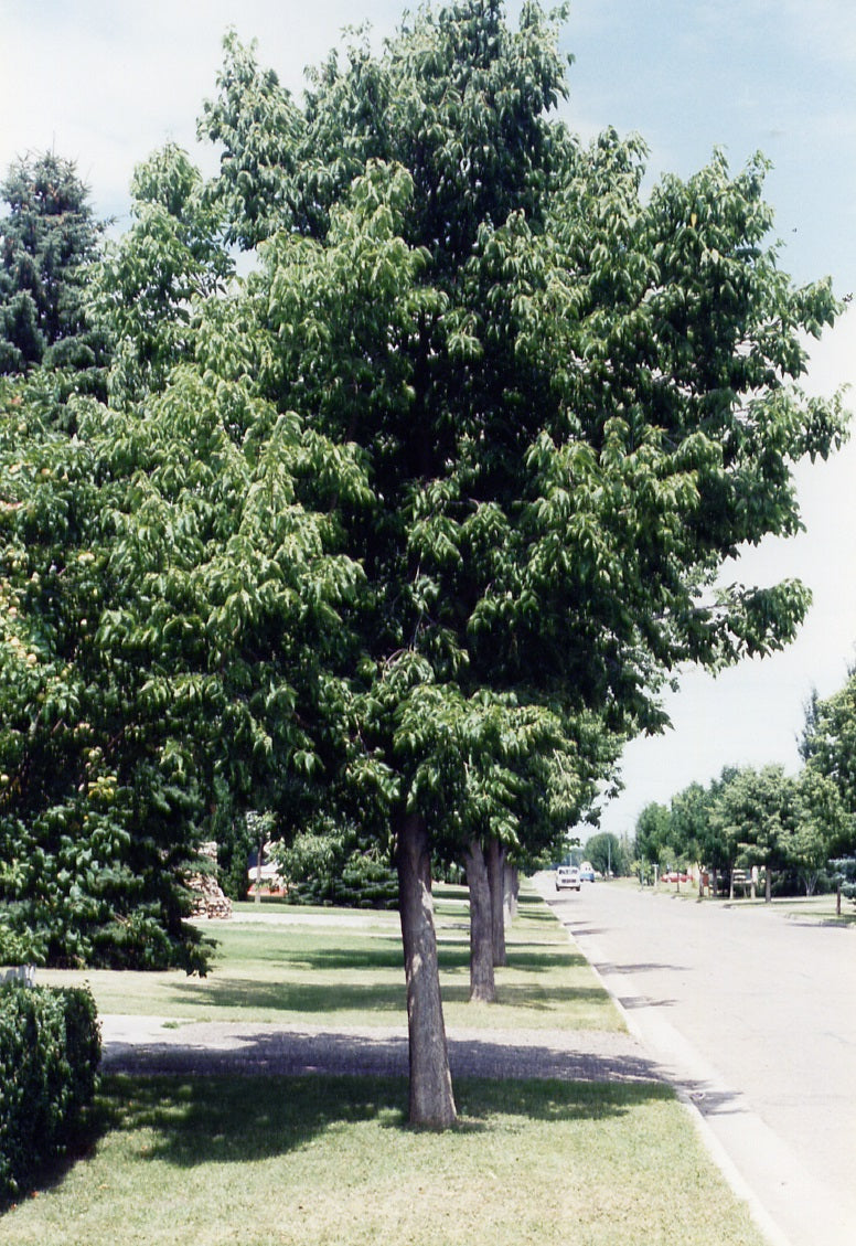 Hackberry:  'Delta' - 1.75