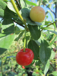 Cherry:  'Carmine Jewel' - 5 Gal TF (Bl)