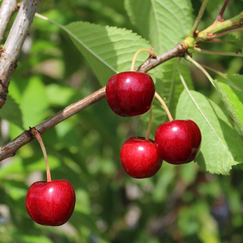 Cherry: Crimson Passion - 5 Gal TF (BL)