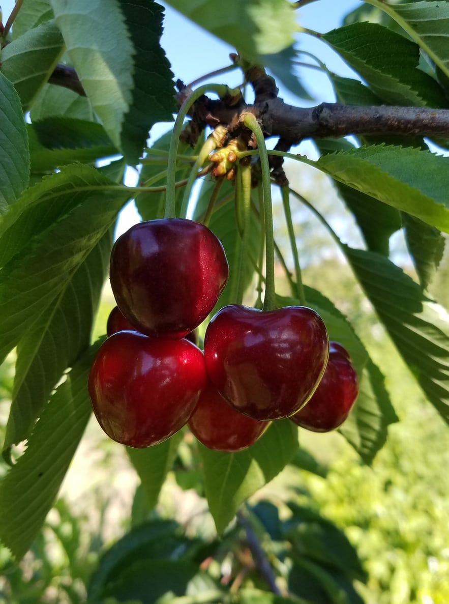 Cherry:  'Romeo'  Dwarf Sour 5 Gal (BL)