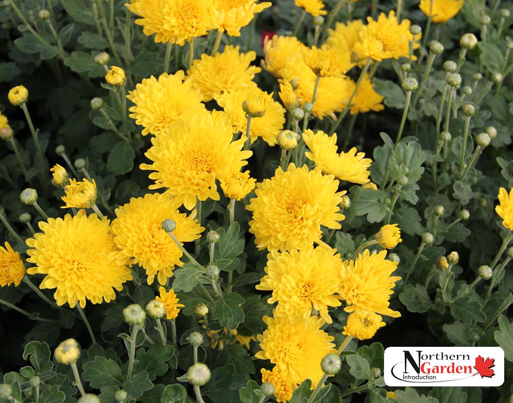 Chrysanthemum: 'Suncatcher' - 1Gal (Jf)