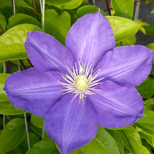 Clematis:  'H.F. Young' 1 Gal (Bl)