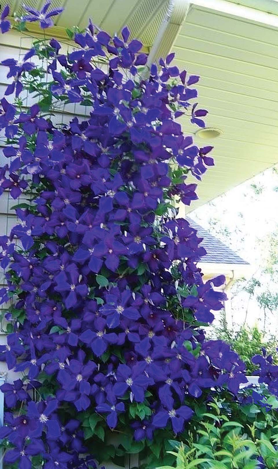 Clematis 'Jackmanii' 1 Gal (Bl)