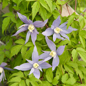 Clematis:  'Blue Boy' 1 Gal (Bl)