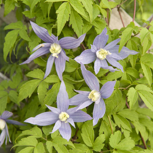 Clematis:  'Blue Boy' 1 Gal (Bl)