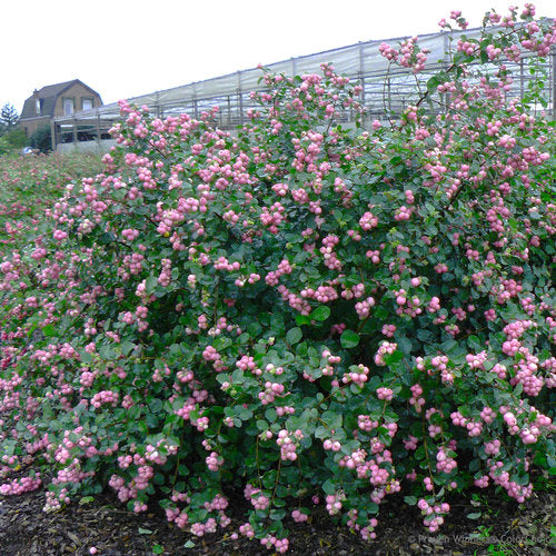 Coralberry: 