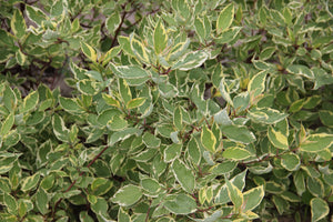 Dogwood:  'Ivory Halo®' - 2 Gal (BL)