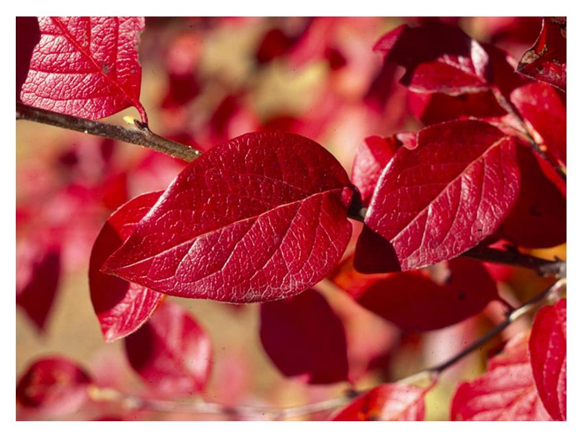 Cotoneaster:  'Hedge'