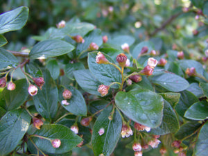 Cotoneaster:  'Hedge' (BL)