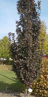 Crabapple:  'Purple Spire® Columnar' - 5 Gal (Bl)