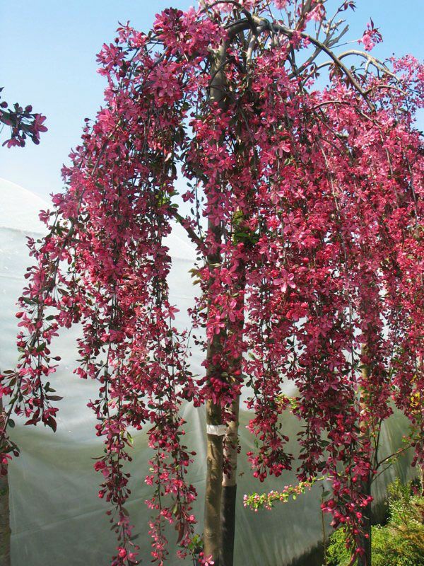 Crabapple:  'Royal Beauty Weeping' -  5 Gal (Bl)
