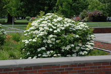 Load image into Gallery viewer, Cranberry: 'Bailey Compact American' 5Gal (Bl)
