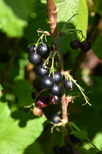 Currant:  'Josta' 8" (Bl)