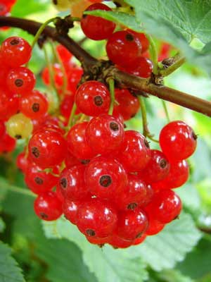 Currant:  'Red'  8