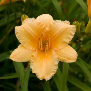Daylily: 'Apricot Sparkles' 15cm (Bl)