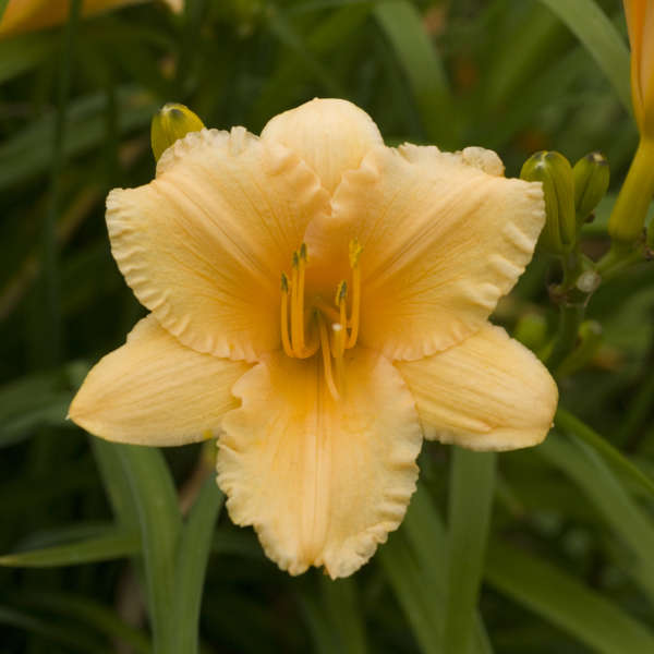 Daylily: 'Apricot Sparkles' 15cm (Bl)