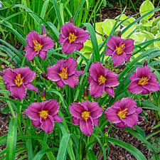 Daylily:  Purple D'Oro - 15cm (Bl)