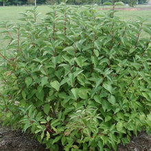 Load image into Gallery viewer, Dogwood:  &#39;Arctic Fire&#39;™ Red Twig 8&quot; PW (Bl)
