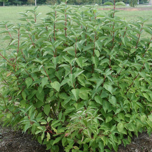 Dogwood:  'Arctic Fire'™ Red Twig 8" PW (Bl)