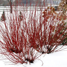 Load image into Gallery viewer, Dogwood:  &#39;Arctic Fire&#39;™ Red Twig 8&quot; PW (Bl)
