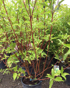 Dogwood:  'Red Osier'-  2 Gal (BL)