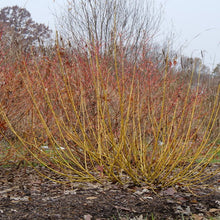 Load image into Gallery viewer, Dogwood:  &#39;Arctic Fire&#39;™ Yellow Twig - 8&quot; PW (Bl)

