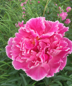 Peony: Edulis Superba 1g (Jf)