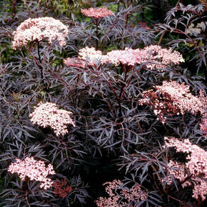 Elderberry: 'Black Lace®' - 5Gal (Bl)