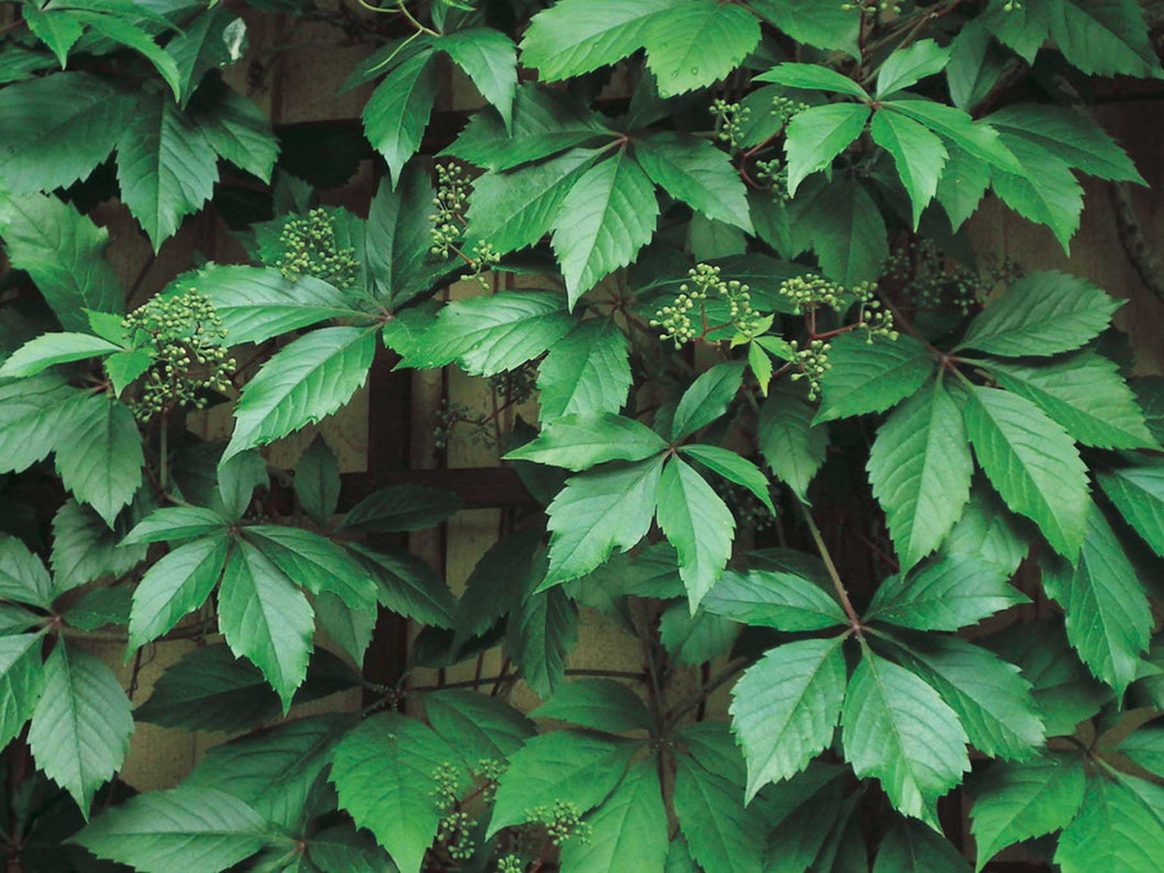 Ivy: 'Englemann' - 1 Gal (Bl)