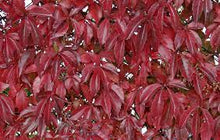 Load image into Gallery viewer, Ivy:   &#39;Engleman&#39; - 2 Gal (Jf)
