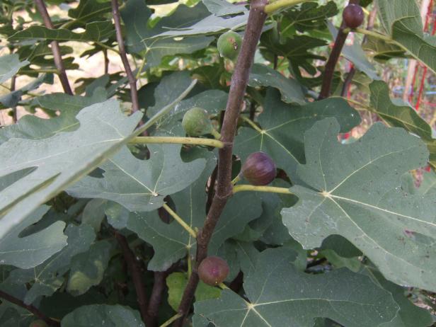 Fig Tree 13.5”