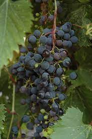 Grape: 'Frontenac' 1 Gal (Bl)