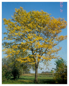 Honeylocust:  'Northern Acclaim® Thornless'