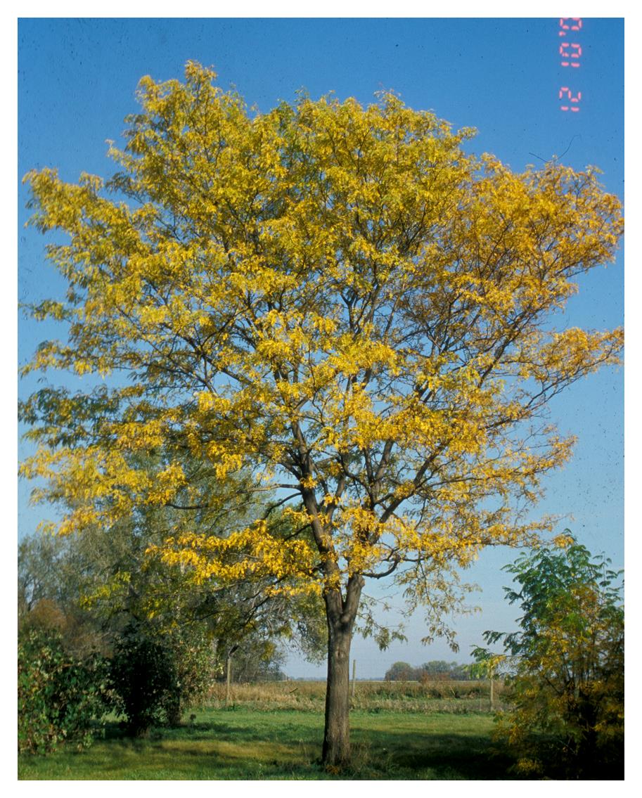 Honeylocust:  'Northern Acclaim® Thornless'