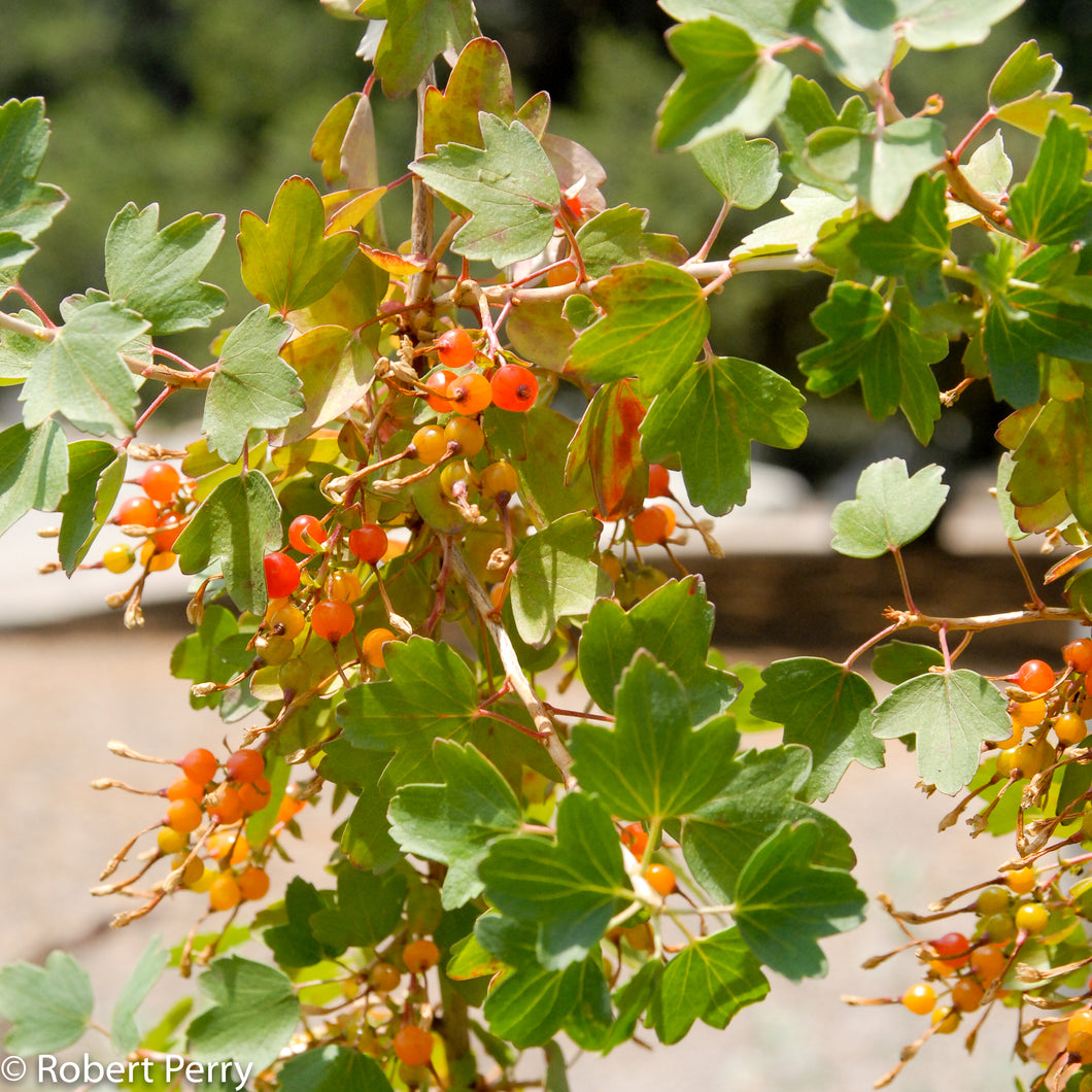 Currant:  'Golden'