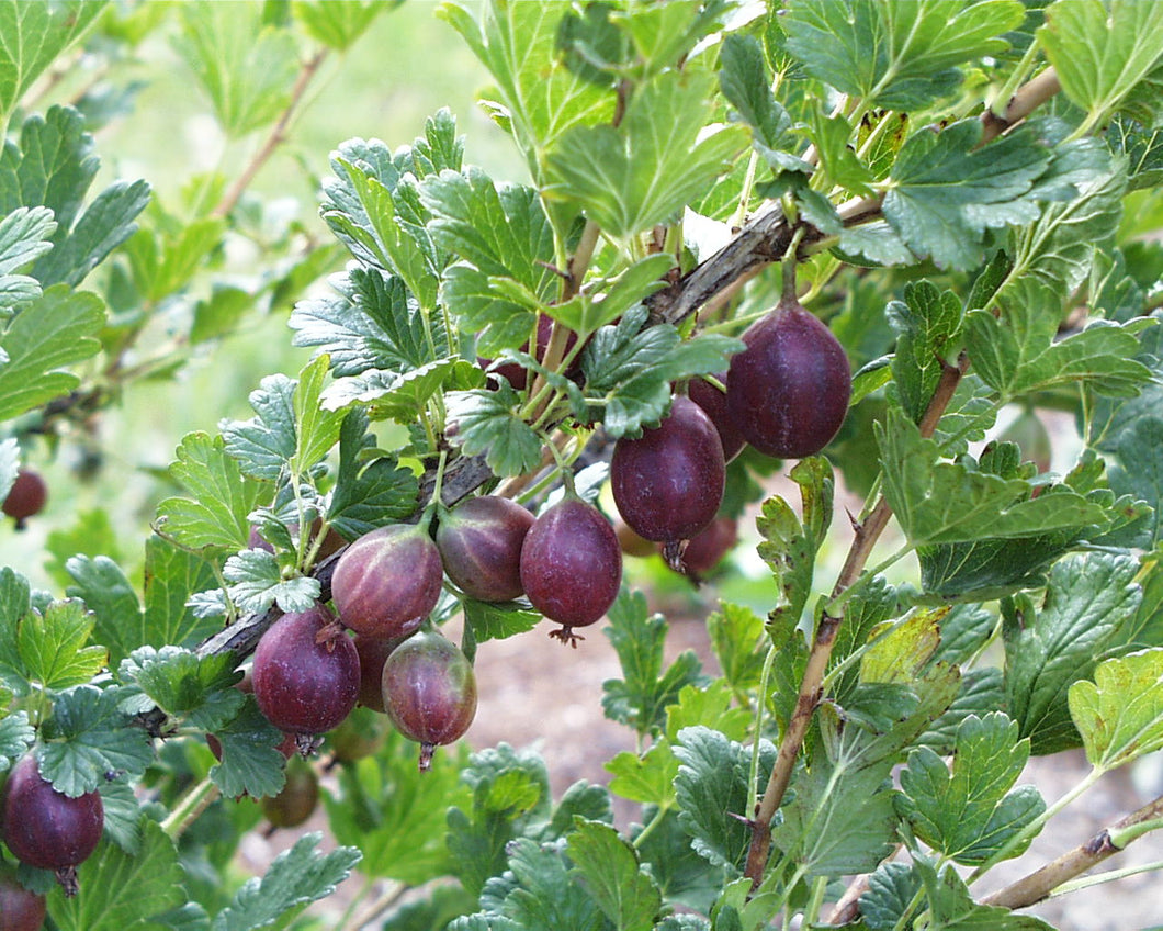 Gooseberry:  Captivator 1 Gal (Bl)