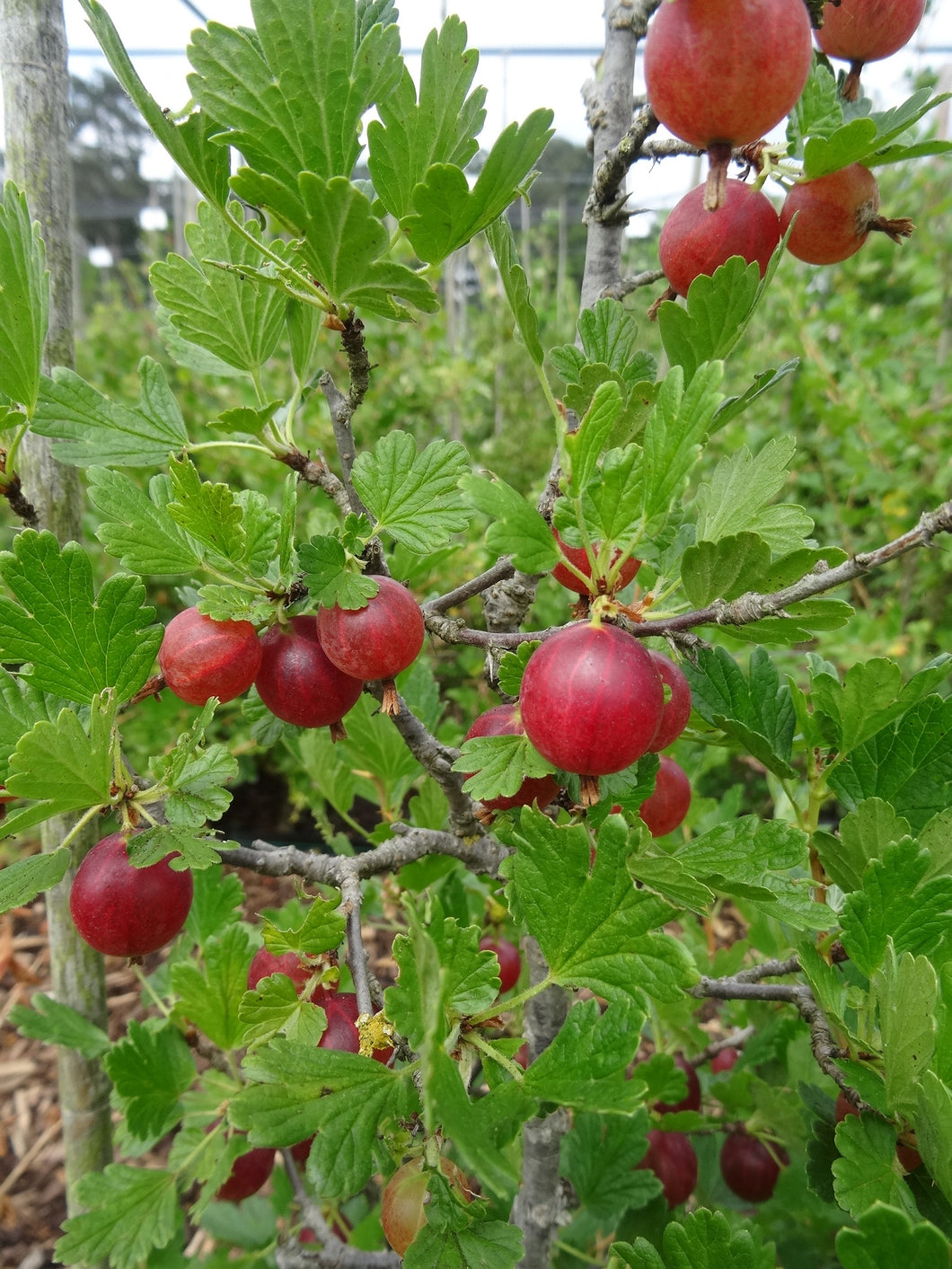 Gooseberry:  'Hinnonmäki Red' (Au)