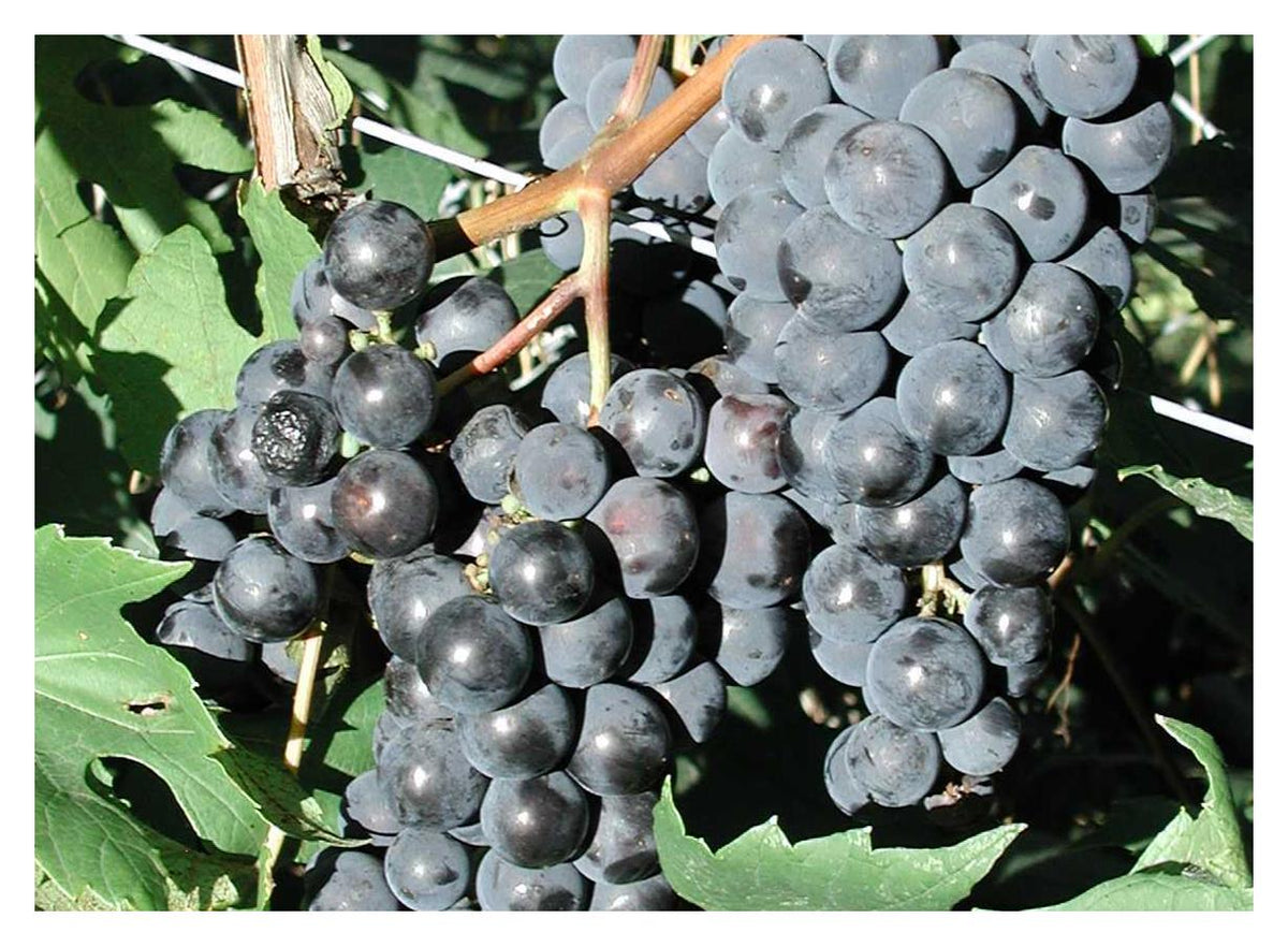 Grape: 'Beta' - 1Gal (Jf) – Sherwood Greenhouse and Garden Centre Ltd